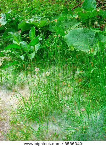 Web de bosque