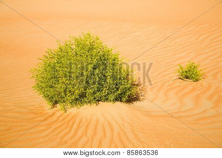 Bushes among the waves of the sand desert