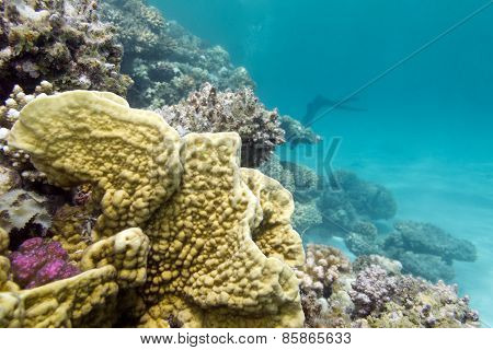 Colorful Coral Reef At The Bottom Of Tropical Sea, Underwater