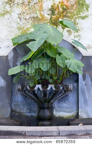 Small Fontaine