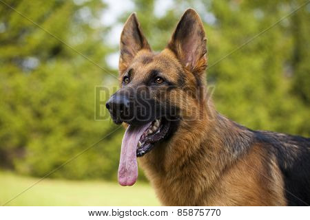 German Sheepdog Portrait