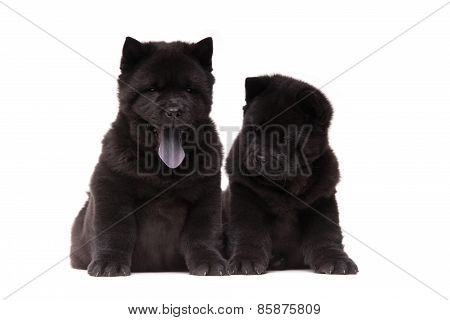 Chow-chow Black Puppies