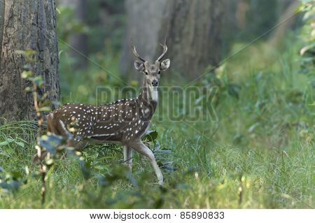 Spotted Deer In Nepal