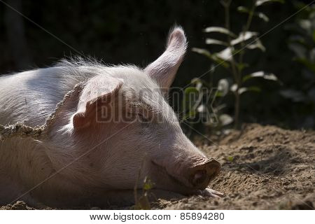 Portrait Of A Domestic Pig In Nepali Farm, Bardia, Nepal