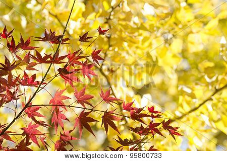 Maple and ginkgo branches