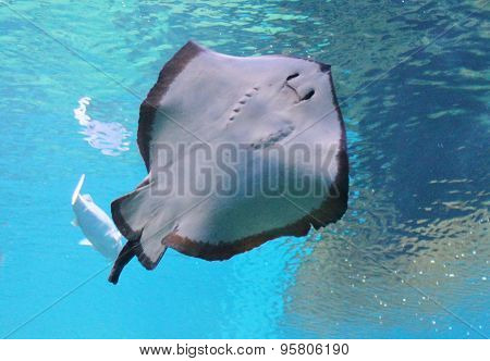 Stingray