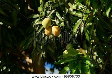 Mango Tree