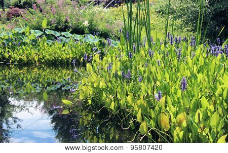Pickerelweed (Pontederia cordata) in a pond