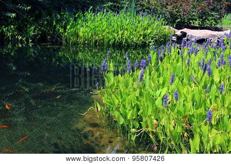 Pickerelweed (Pontederia cordata) in a pond