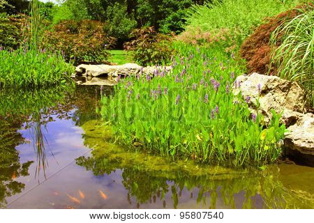 Pickerelweed and other water plants surround a small pond
