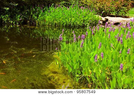 Pickerelweed (Pontederia cordata) in a pond