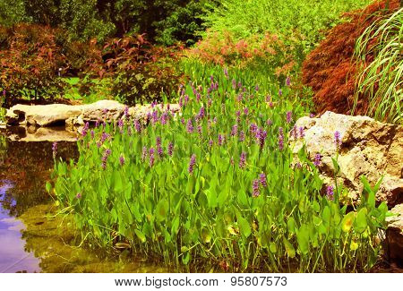 Pickerelweed and other water plants surround a small pond