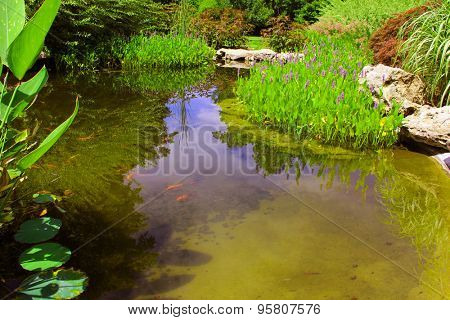 Pickerelweed and other water plants surround a small pond