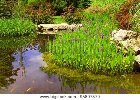 Pickerelweed and other water plants surround a small pond