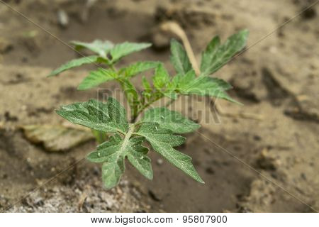 Tomato Plant
