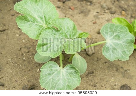 Watermelon