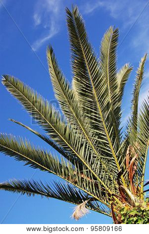 Palm tree leaves against the blue sky and white clouds