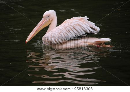 Great white pelican (Pelecanus onocrotalus), also known as the rosy pelican. Wildlife animal. 