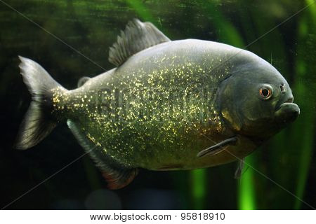 Red-bellied piranha (Pygocentrus nattereri), also known as the red piranha. Wildlife animal. 