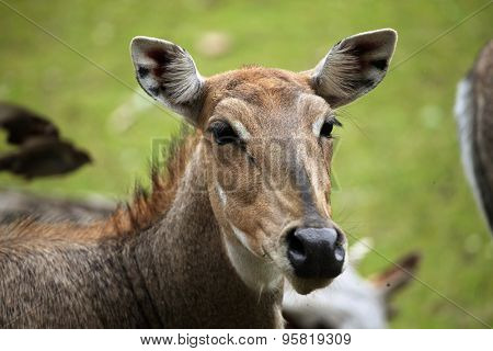 Nilgai (Boselaphus tragocamelus), also known as the nilgau or blue bull. Wildlife animal. 