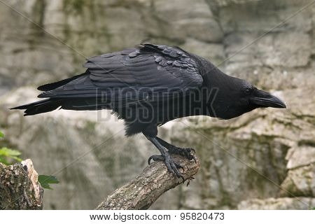 Common raven (Corvus corax). Wild life animal. 