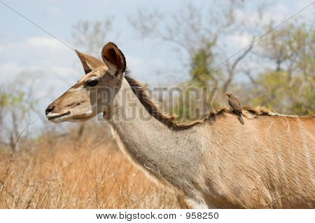 Kudu femmina