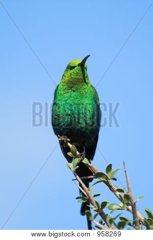 Malachite Sunbird