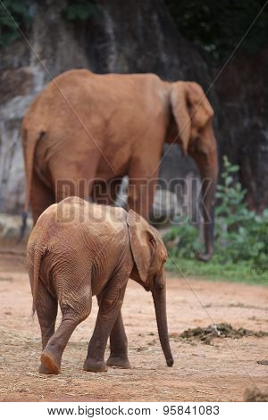 Elephant Baby