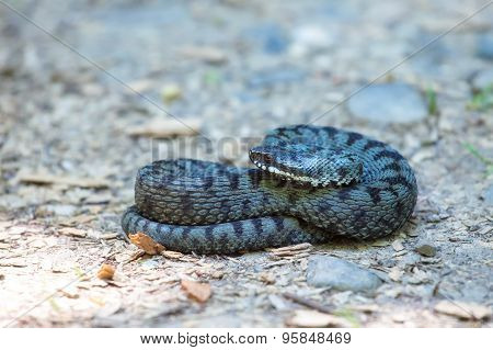 Common European Adder