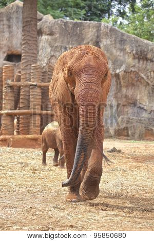 Elephant
