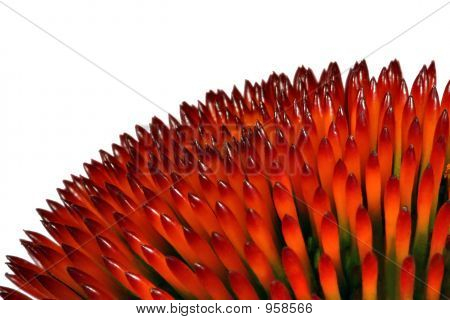 Echinacea (Nahaufnahme)