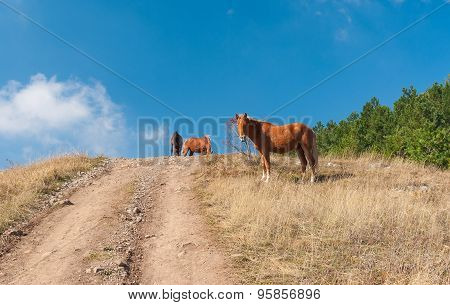 Horses on a mountain pasture Demerdzhi