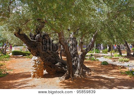 Footpath between old olives in the Garden of Gethsemane. Place of prayer of Jesus before arrest