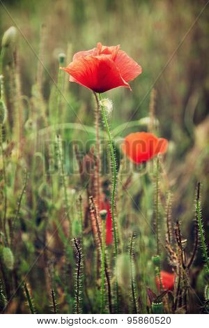 Beautiful Red Corn Poppy Flowers (papaver Rhoeas) In The Meadow