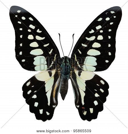 Common Jay Butterfly