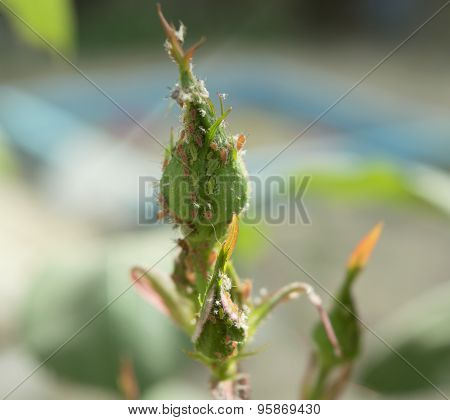 Aphids
