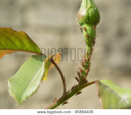 Aphids