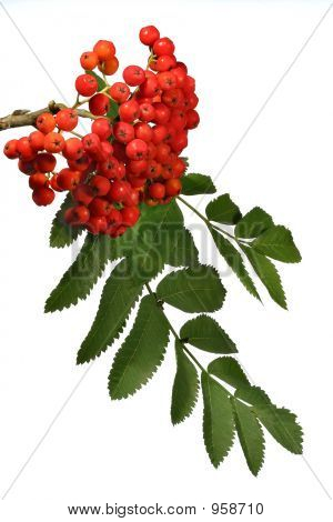 Ashberries
