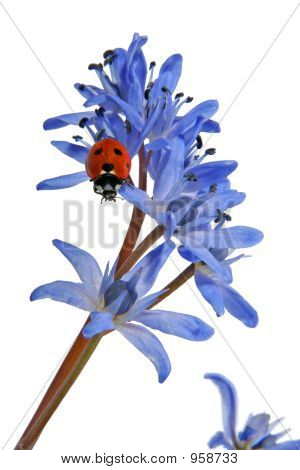 Marienkäfer auf Blue Schneeglöcken