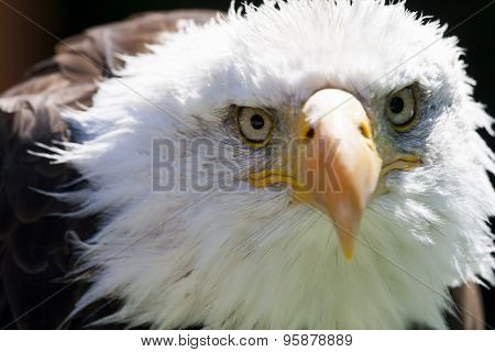 North American Bald Eagle