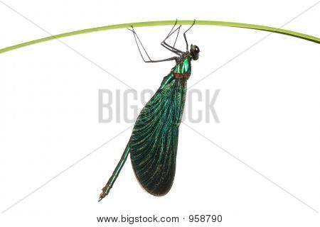 Grüne Libelle auf dem Gras