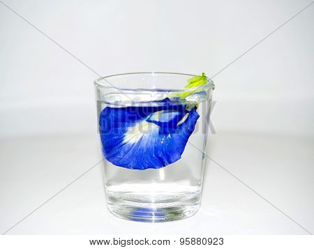 Purple Crake Or Pea Flowers Floating In A Small Glass Of Water.