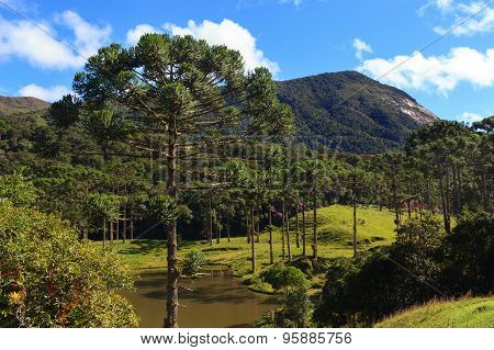 Araucaria Angustifolia ( Brazilian Pine),  Brazil