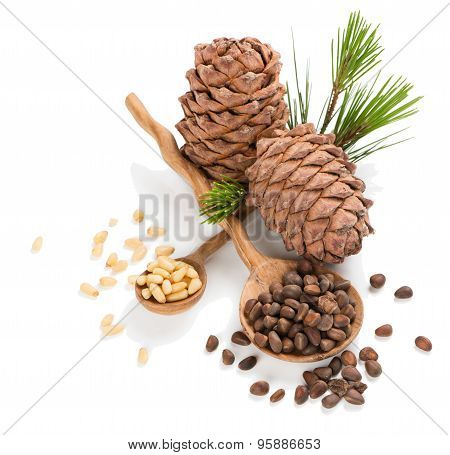 Siberian Pine Nuts And Cones
