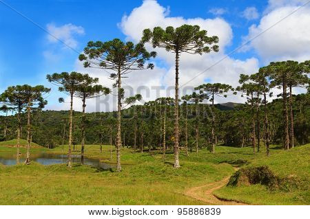 Araucaria Angustifolia ( Brazilian Pine),  Brazil