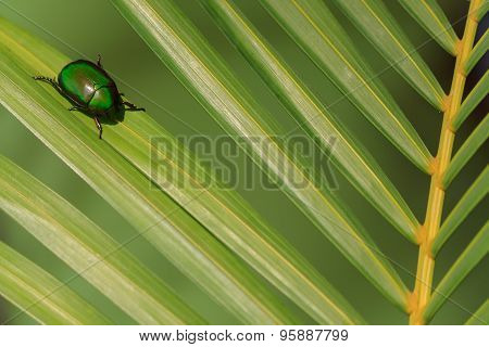 Natural Lighting Photo Of Cetonia Beetle On Green Palm Leaf With Shallow Dof