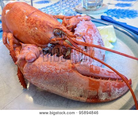 Cooked Lobster
