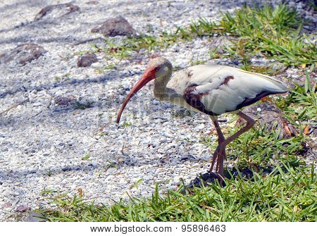 White Ibis Latin name Eudocimus albus