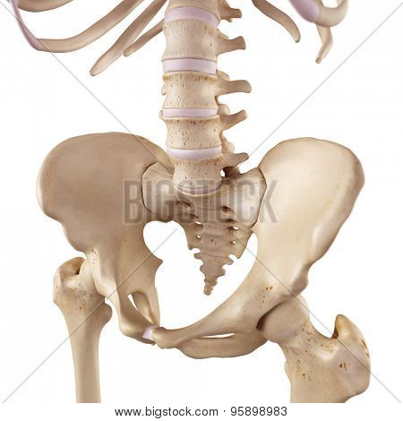 medical accurate illustration of the sacrum