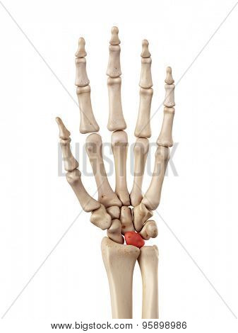 medical accurate illustration of the lunate bone